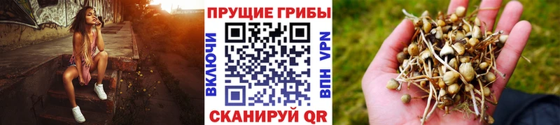 купить наркотик  Северск  Псилоцибиновые грибы MAGIC MUSHROOMS 